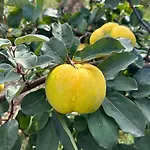 Mazurski Diament Kolo Mragowa ベッド・アンド・ブレックファスト 3*